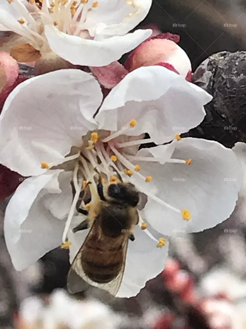 Spring blossom