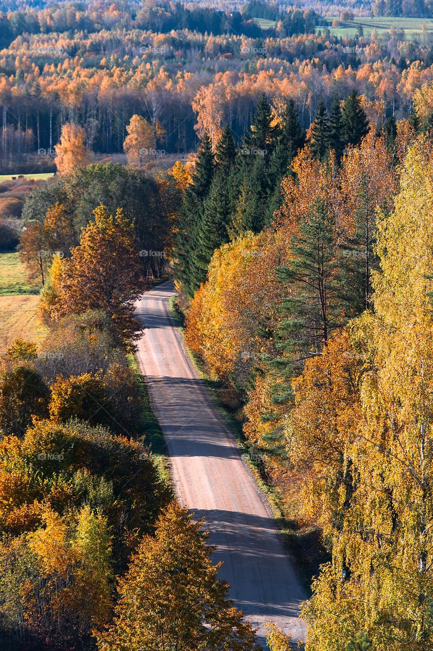 Autumn road top view