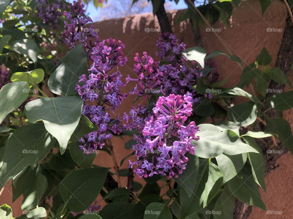 Lilacs