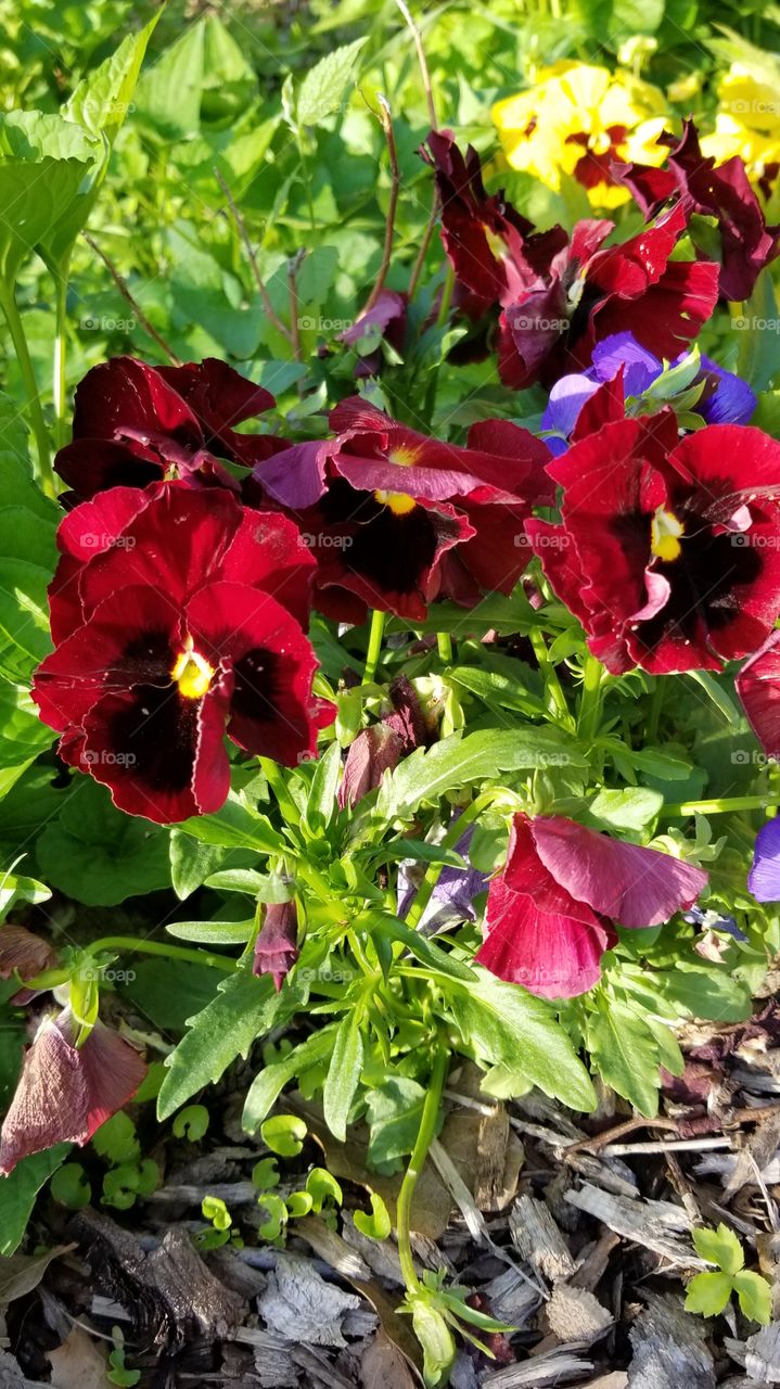 red pansies in the garden