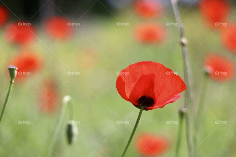 Red poppies in green field 