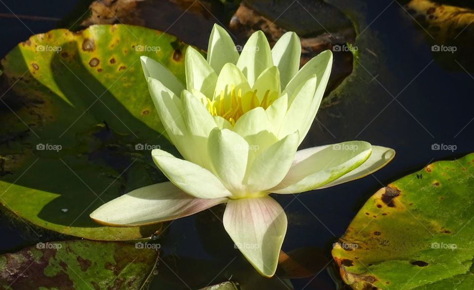 Water Lily Flower floating on a pond surrounded by Lily pads