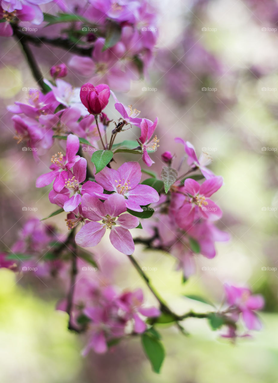 Spring blossom 