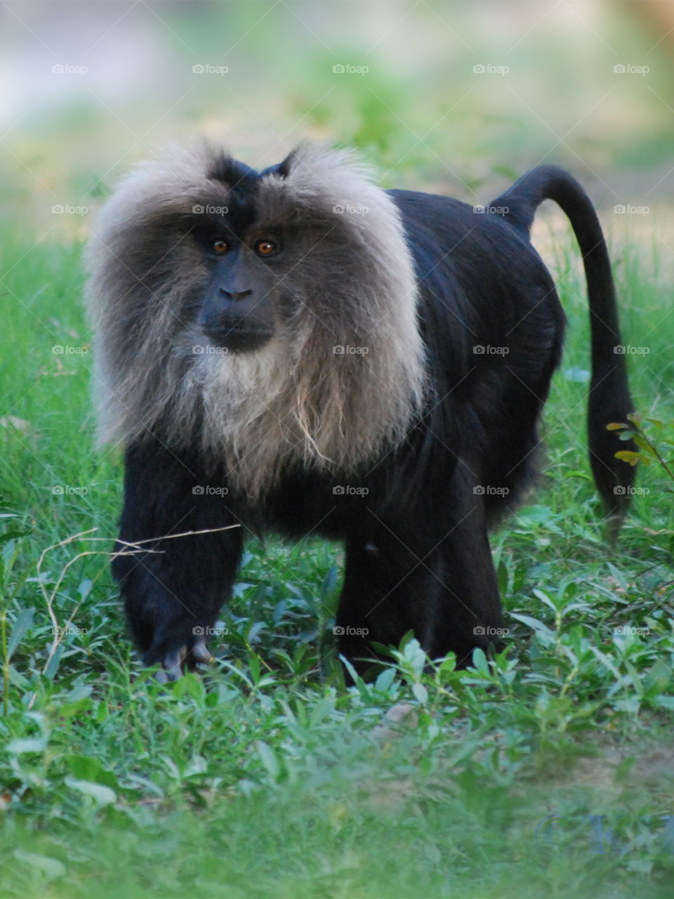 Lion tailed macaque