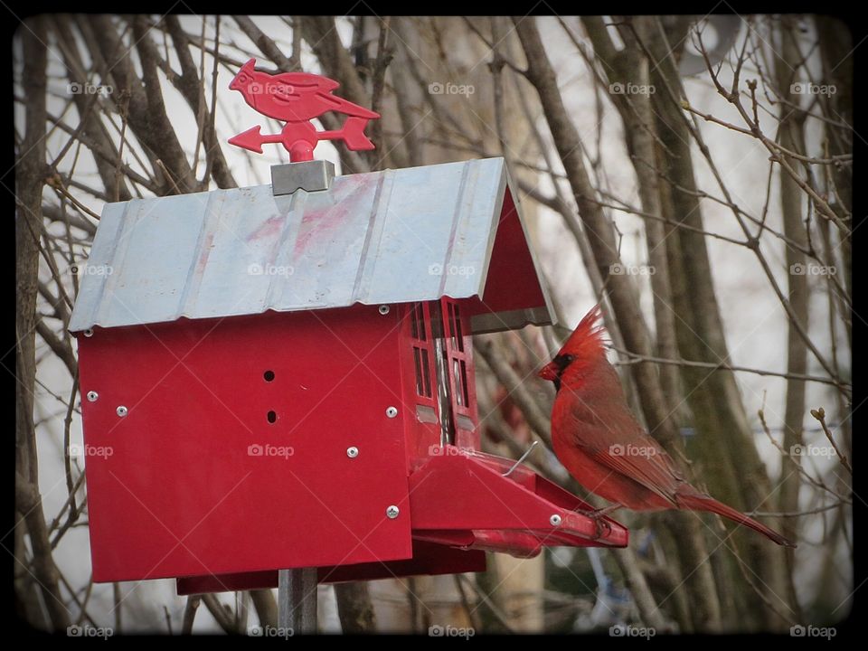 In my yard today Cardinal