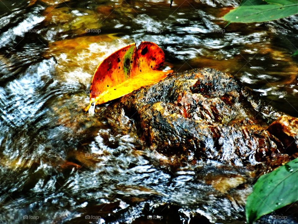 Leaf floats on a water