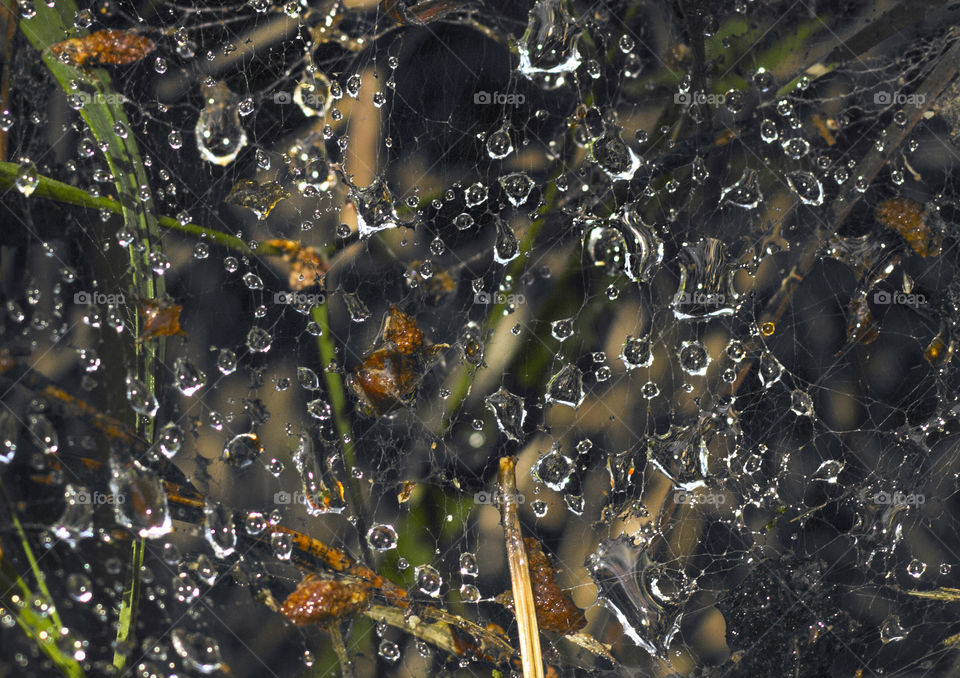 Morning dew on spider web, raindrops on plants, texture