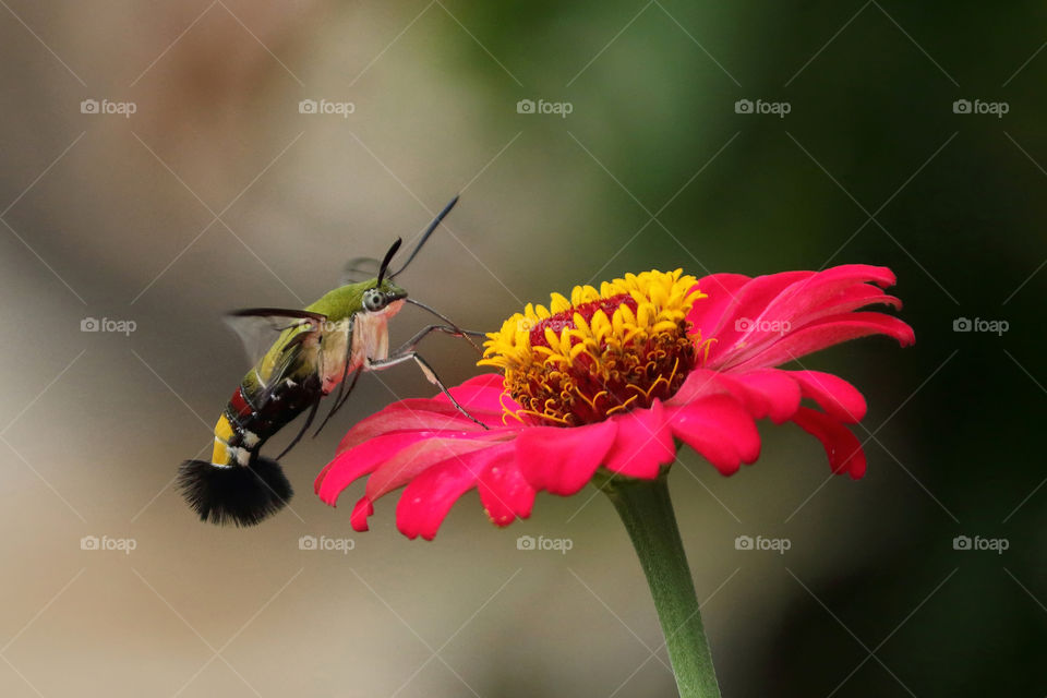 Hummingmoth sucking nectar in red flower.