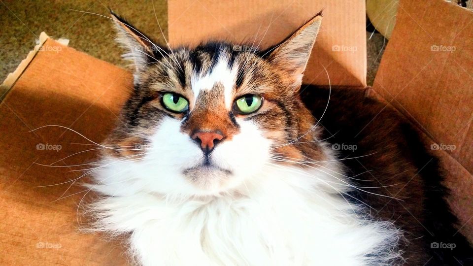 This cat is sitting in her favorite box and she does not care what you think about it!