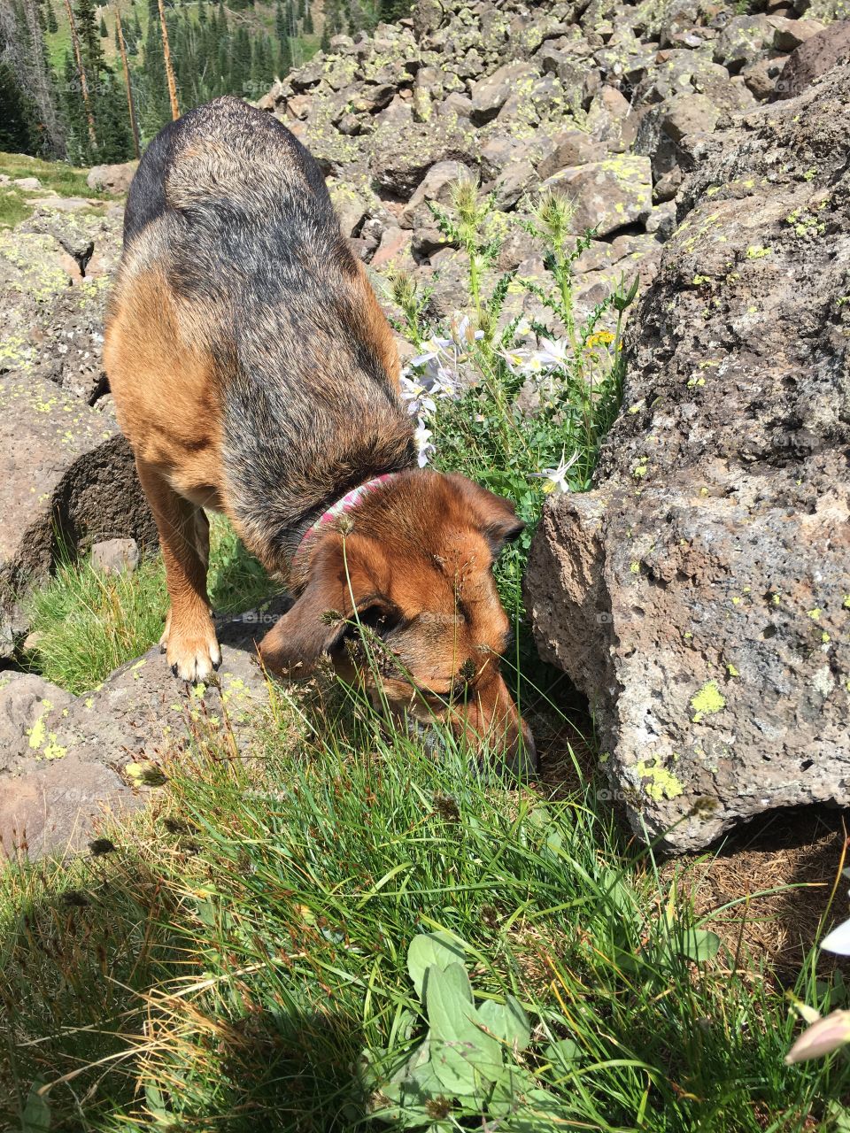 Mammal, Nature, Wildlife, Animal, Grass