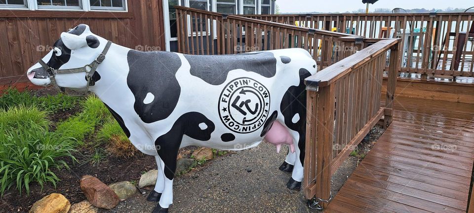 Flippin'Cow