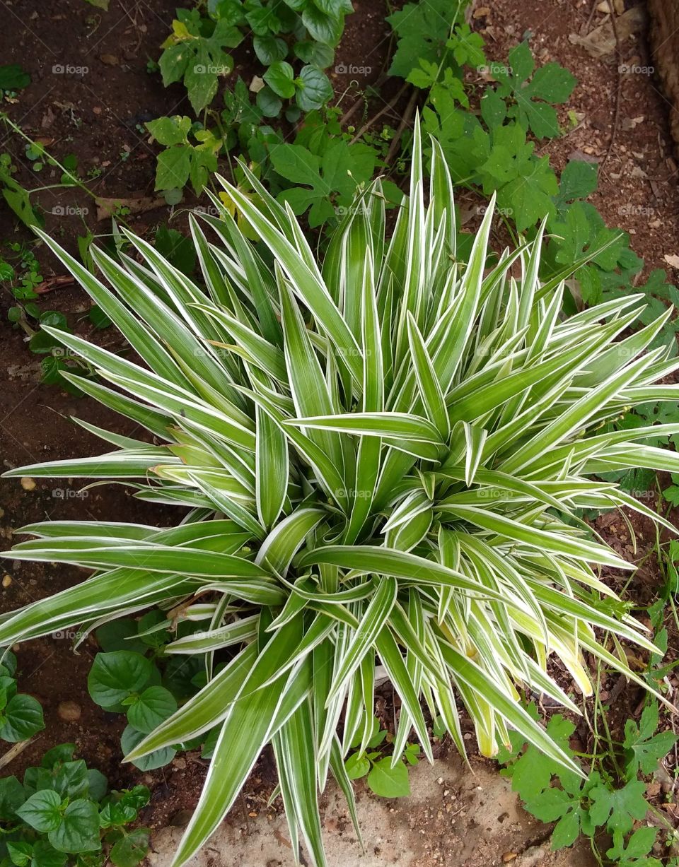 planta ornamental