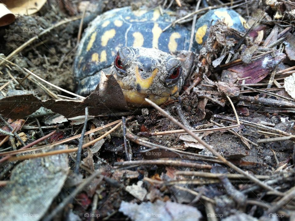 Box Turtle