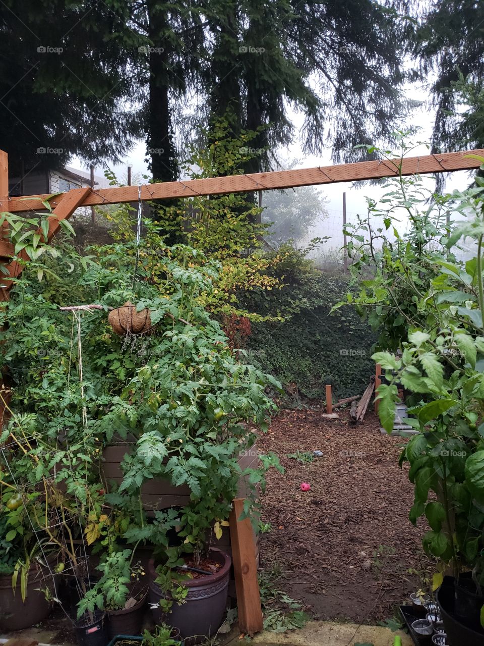 patio garden