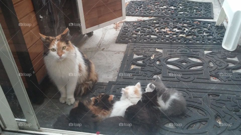 These kittens are listening carefully for instructions from their mother.