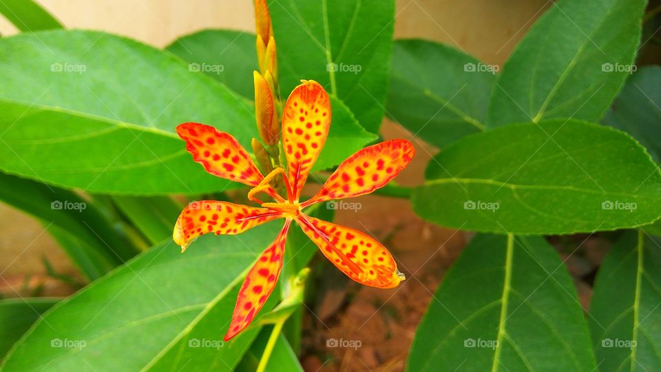 Close-up of flower blooming at outdoors