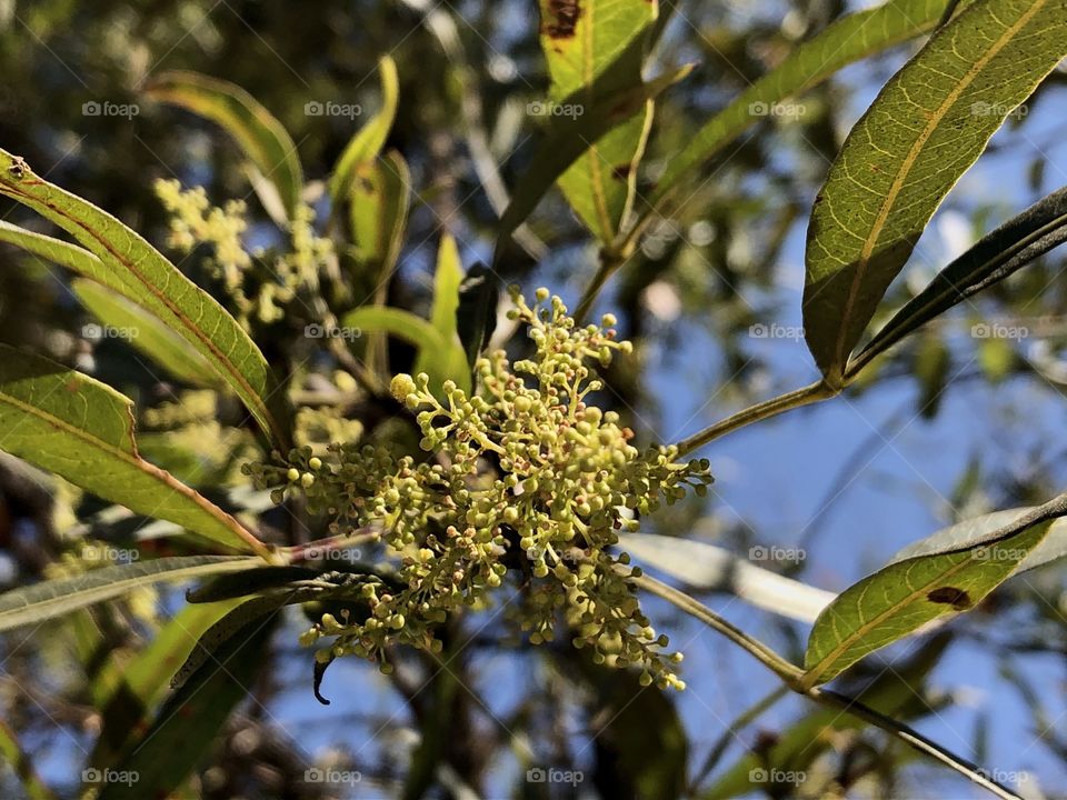 Green seeds in n a tree
