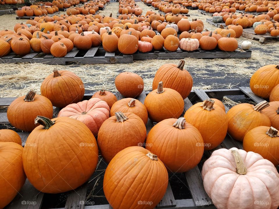 Pumpkins galore!