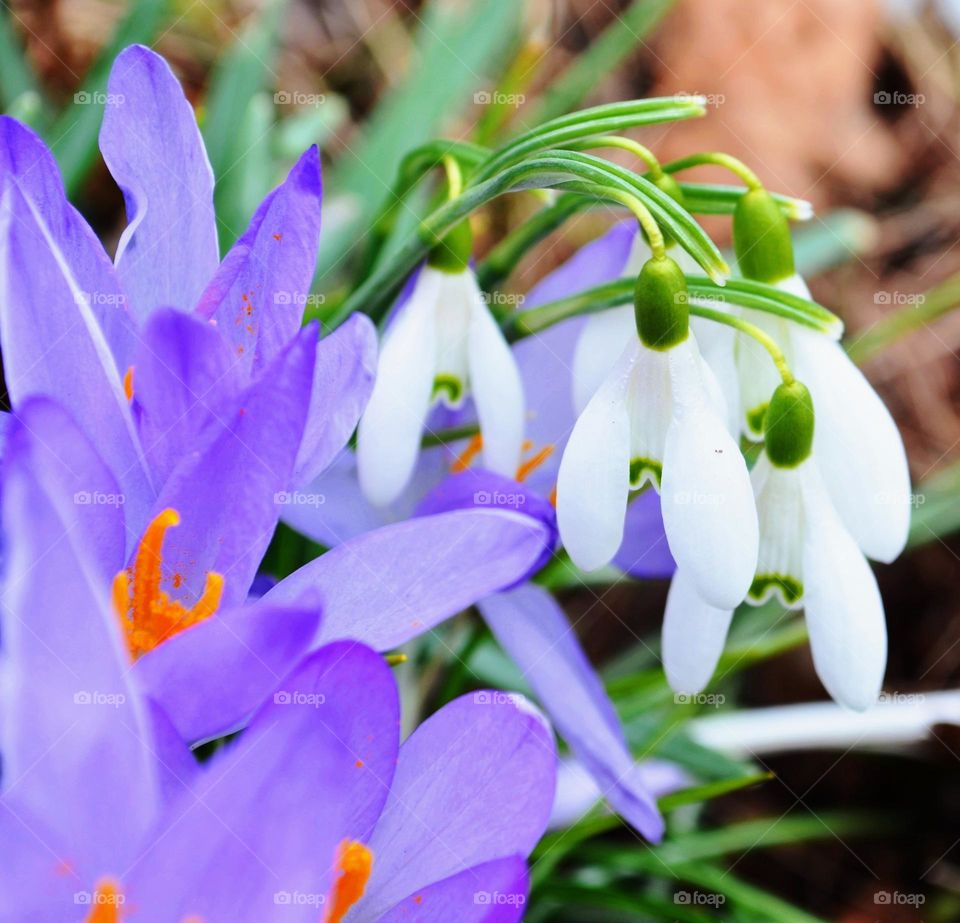 Snowdrops and Crocus flowers