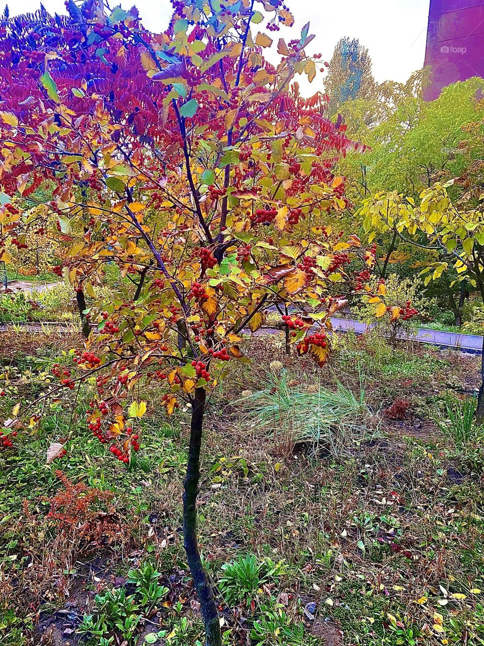 #trees #autumn
# grass # leaves
#tree #