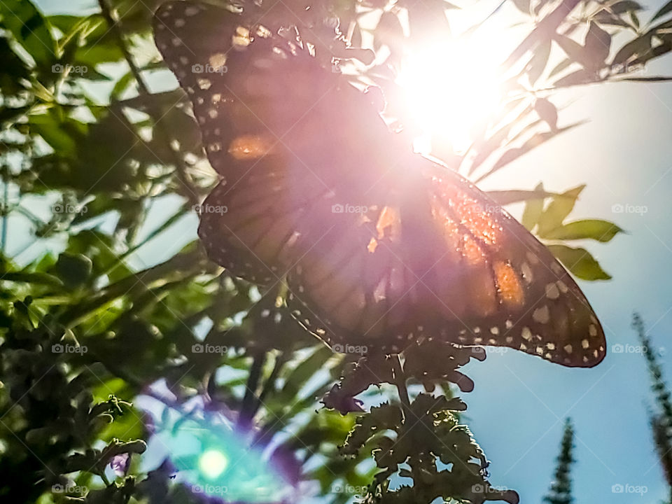 Monarch butterfly in the sunlight.