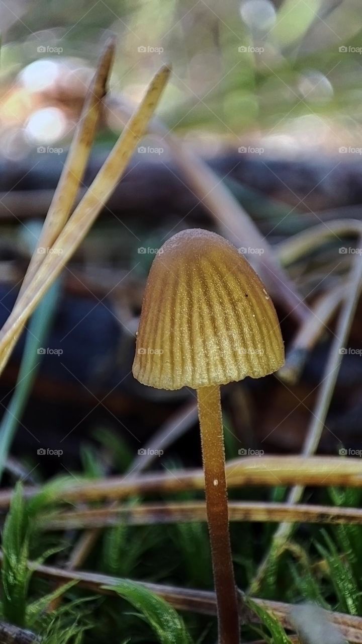 Macro photo of mushrooms in the forest