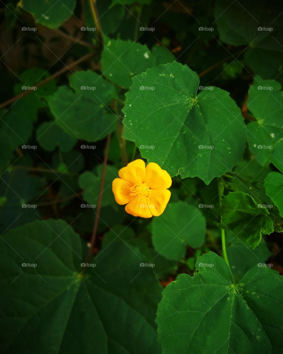 yellow flower