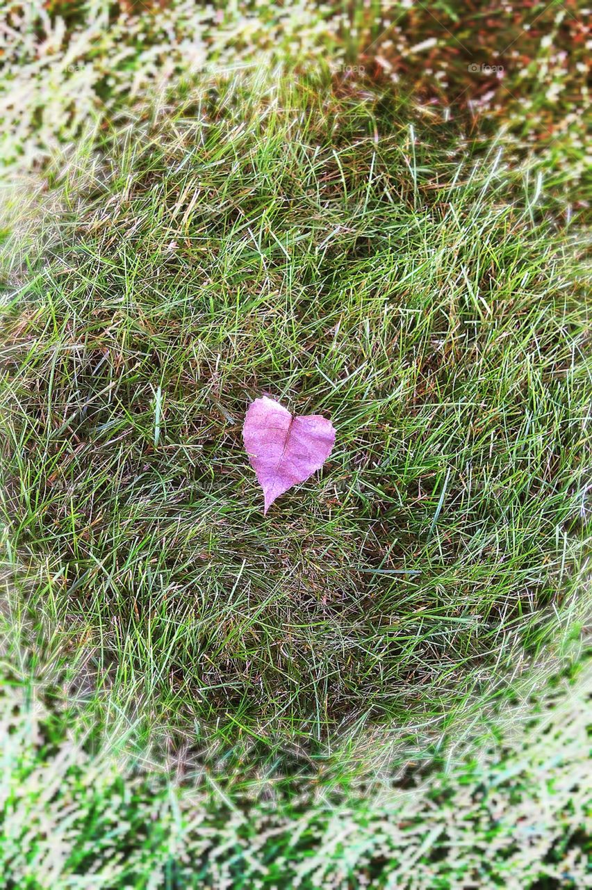 Leaf of Hearts
