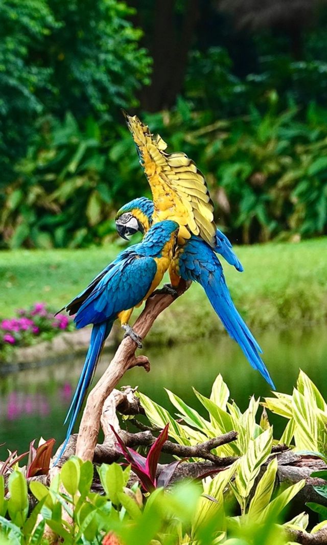 bird