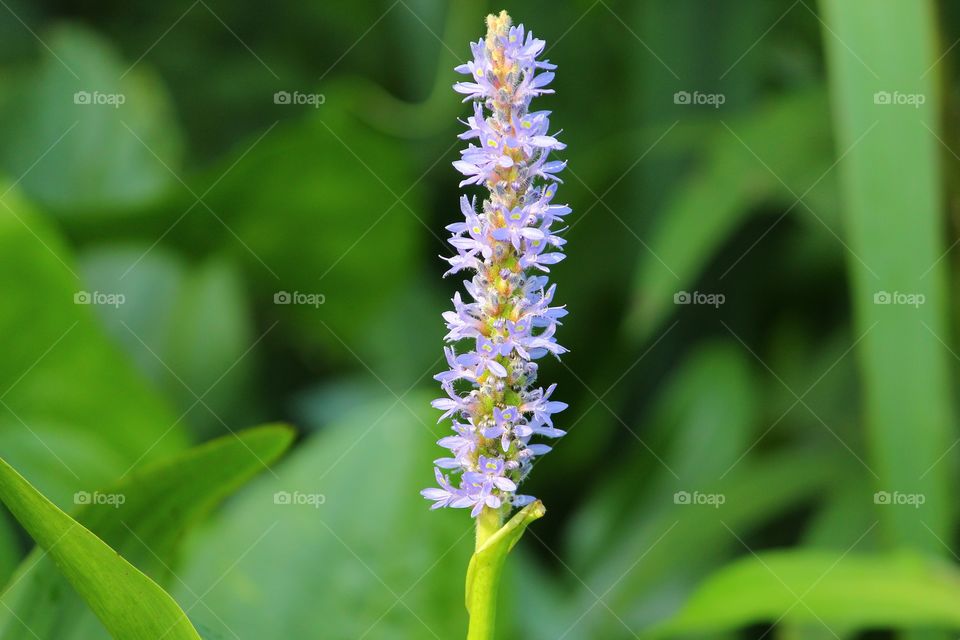 Portrait of a Plant