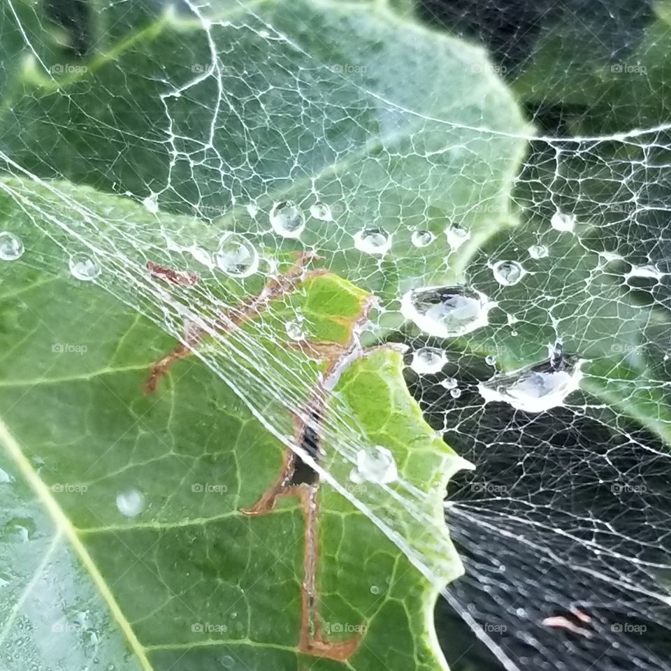 Rain collected on web