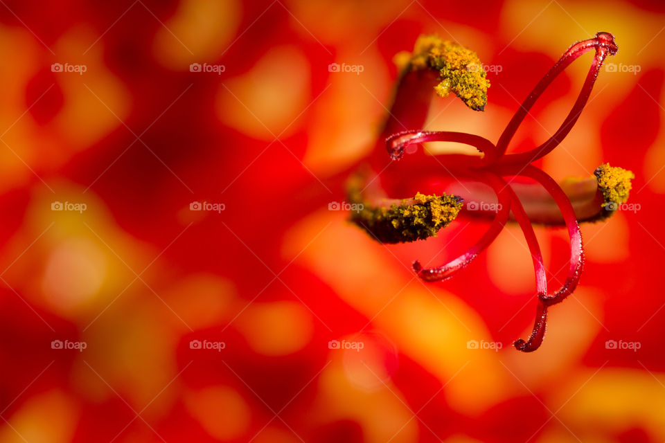2019 a year of colorful macro images. Photo of flower stem of red and yellow lily.