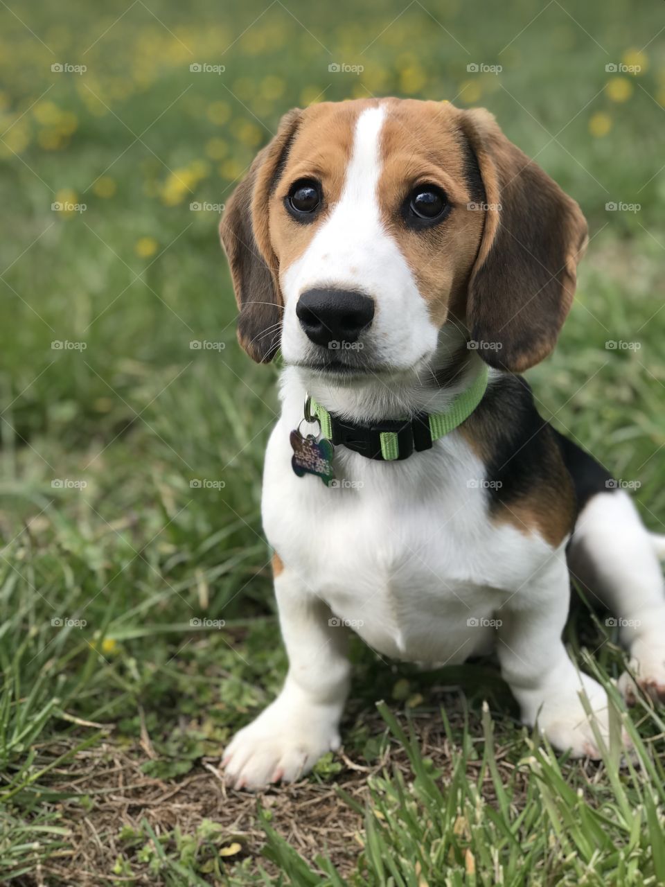 This is Rocket. He is a Doxle (beagle/daschund). In this photo he is 4 months old. 