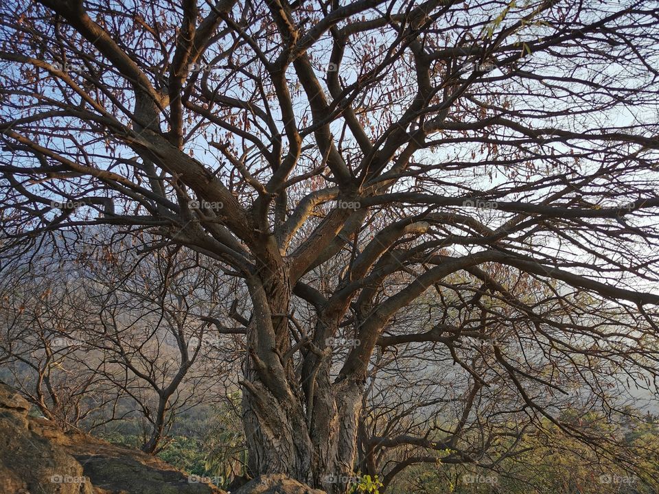 Prosopis cineraria, also known as ‘Ghaf, is a species of flowering tree in the pea family, Fabaceae. 