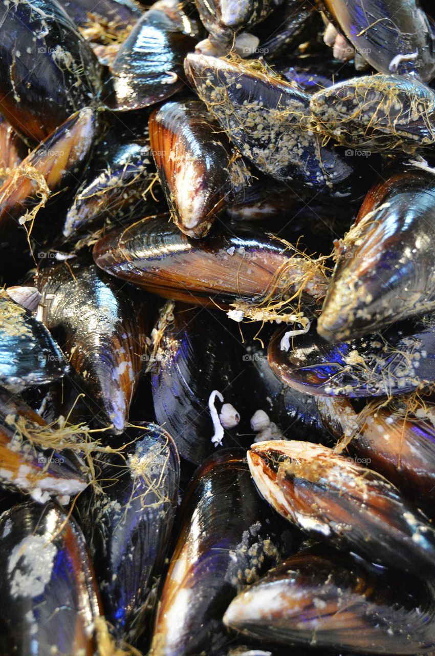 Mussels. Mussels