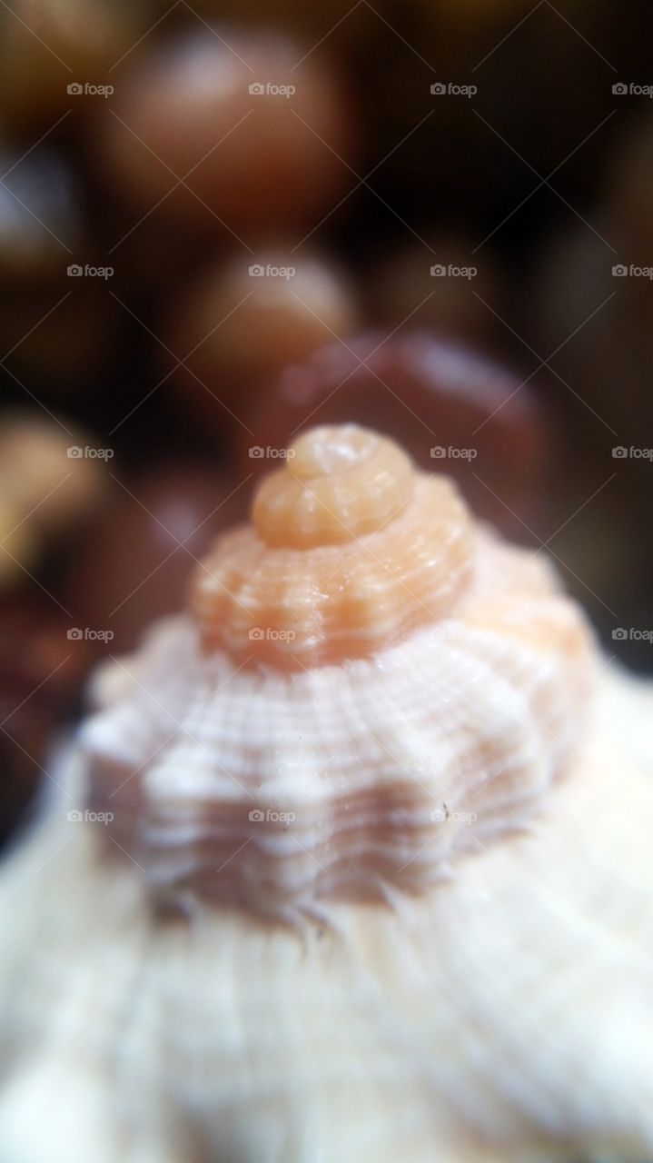 Seashell resting on shiny pebbles.