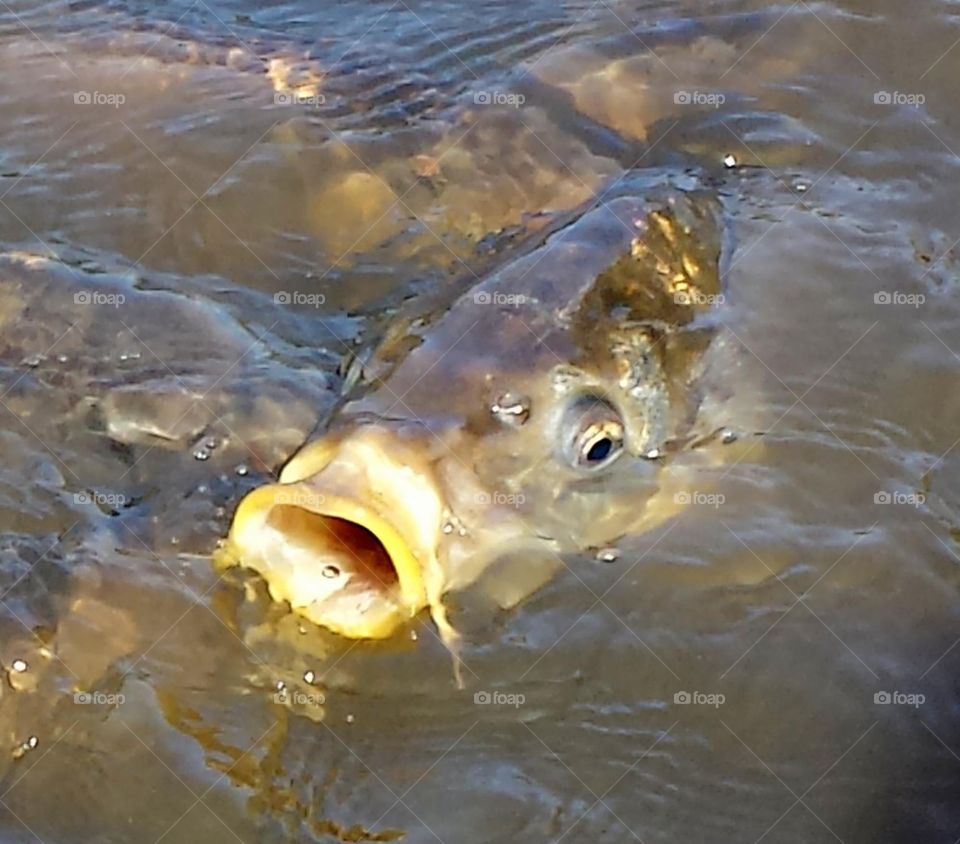 bog mouth