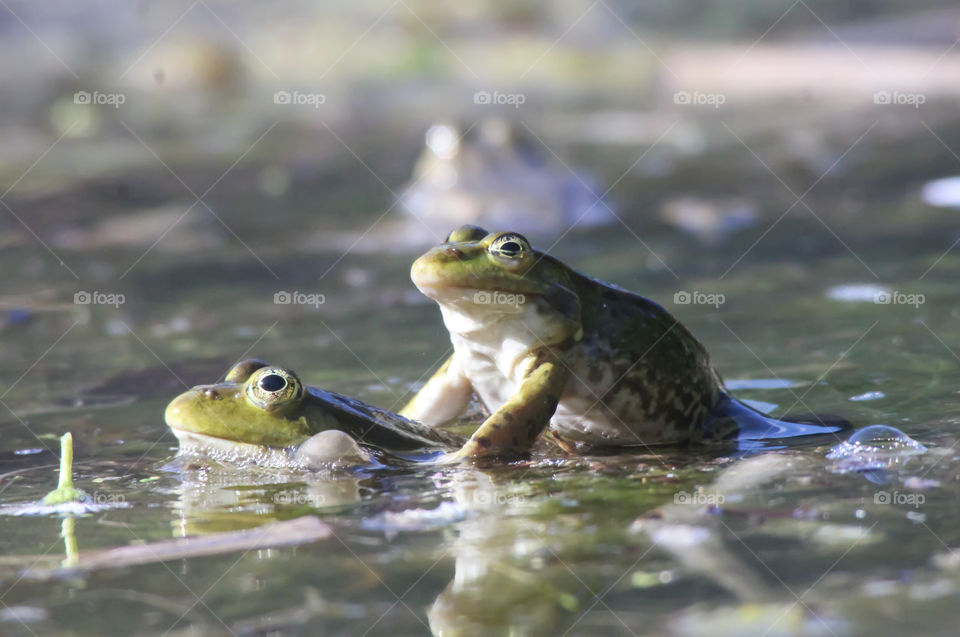 Frog party, spring times.