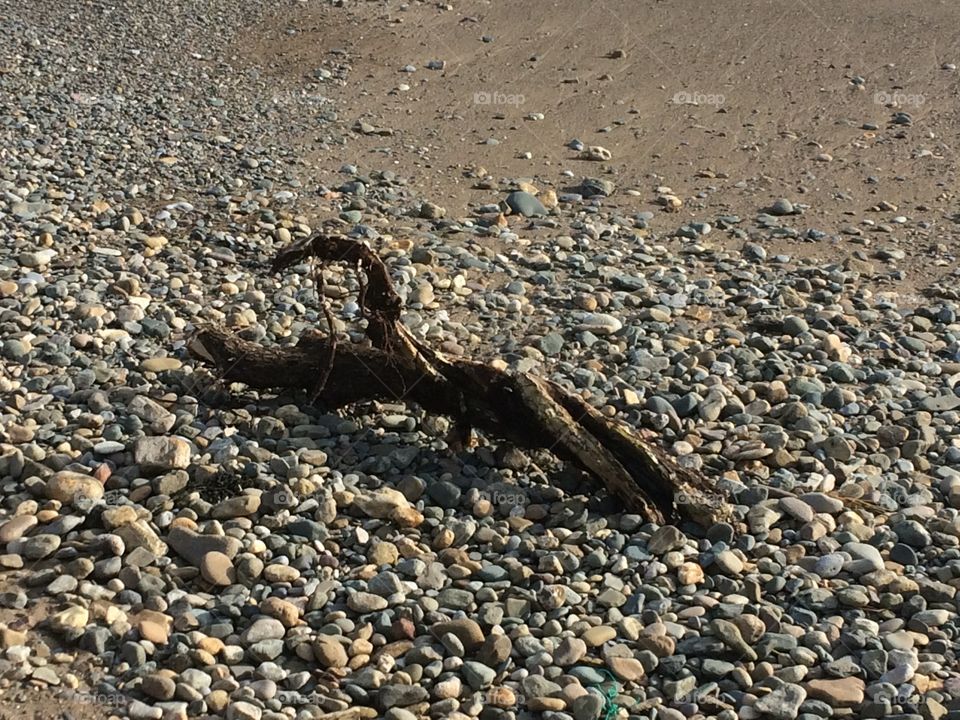 Driftwood lying on shingle at a beach 