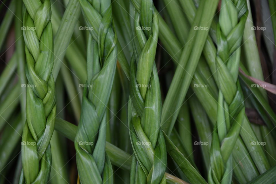 braided green leaves