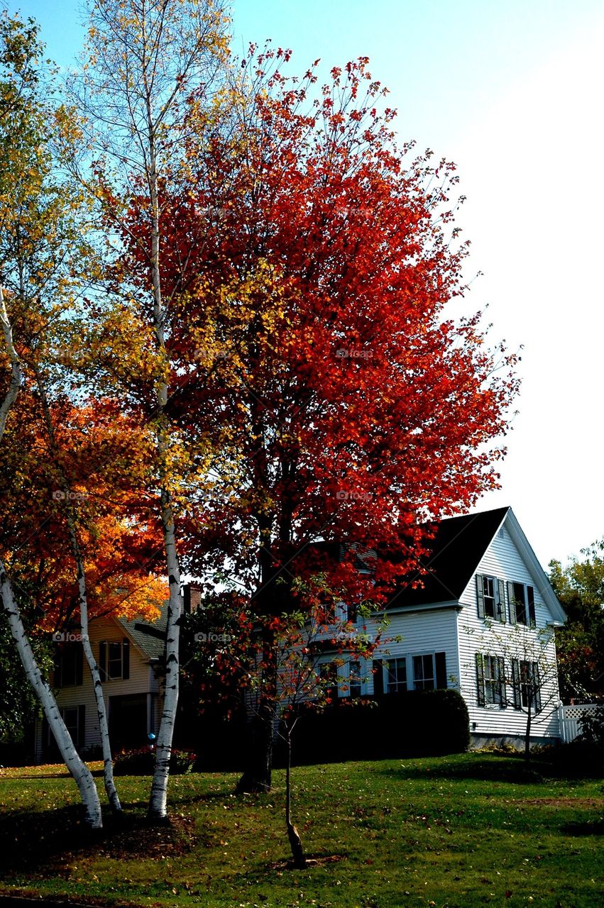 Autumn . Fall time in Maine