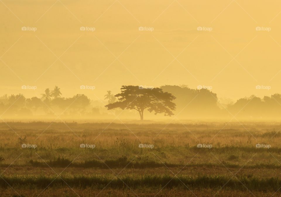 Alone Tree in a Fields in a Foggy Sunrise Dawn