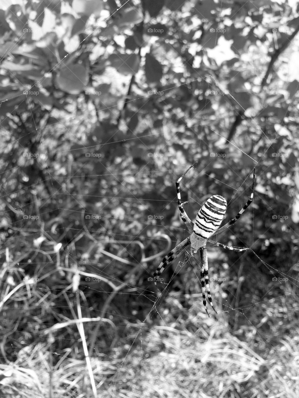 spider