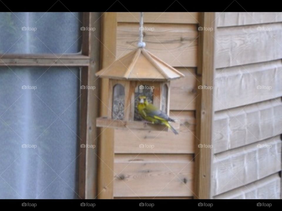 Hello Greenfinch!