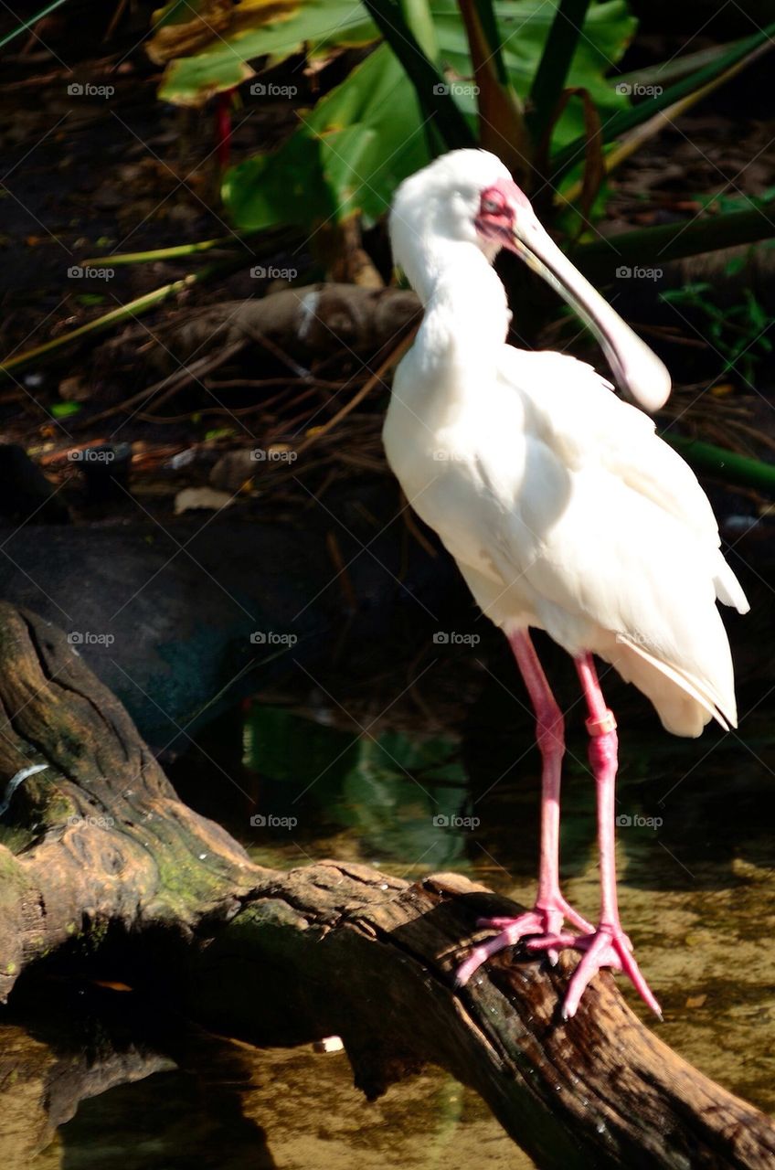 Spoonbill