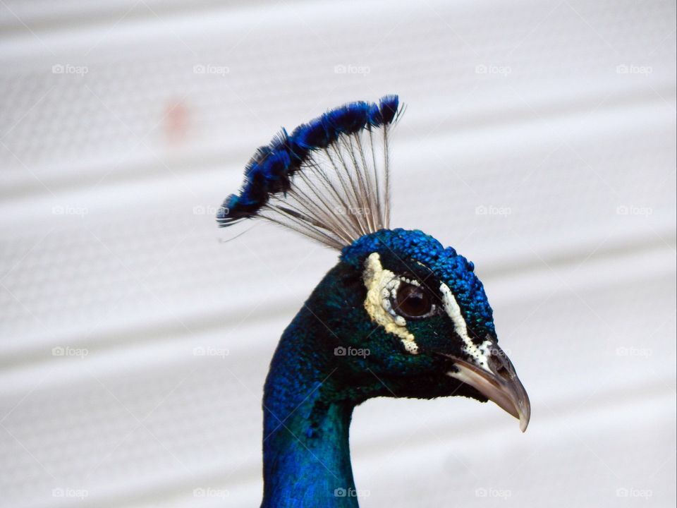 Beautiful Blue Headed Peacock