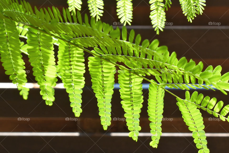 Sesbania grandiflora or Scarlet wisteria green tree leaves background. Concept for Healthcare and Medical or the Benefits of Herb for the good health.