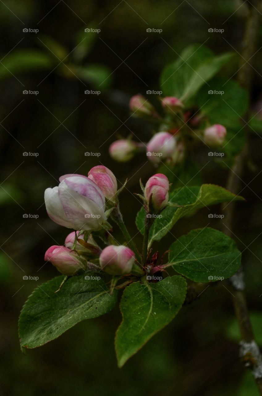 Apple tree flowers