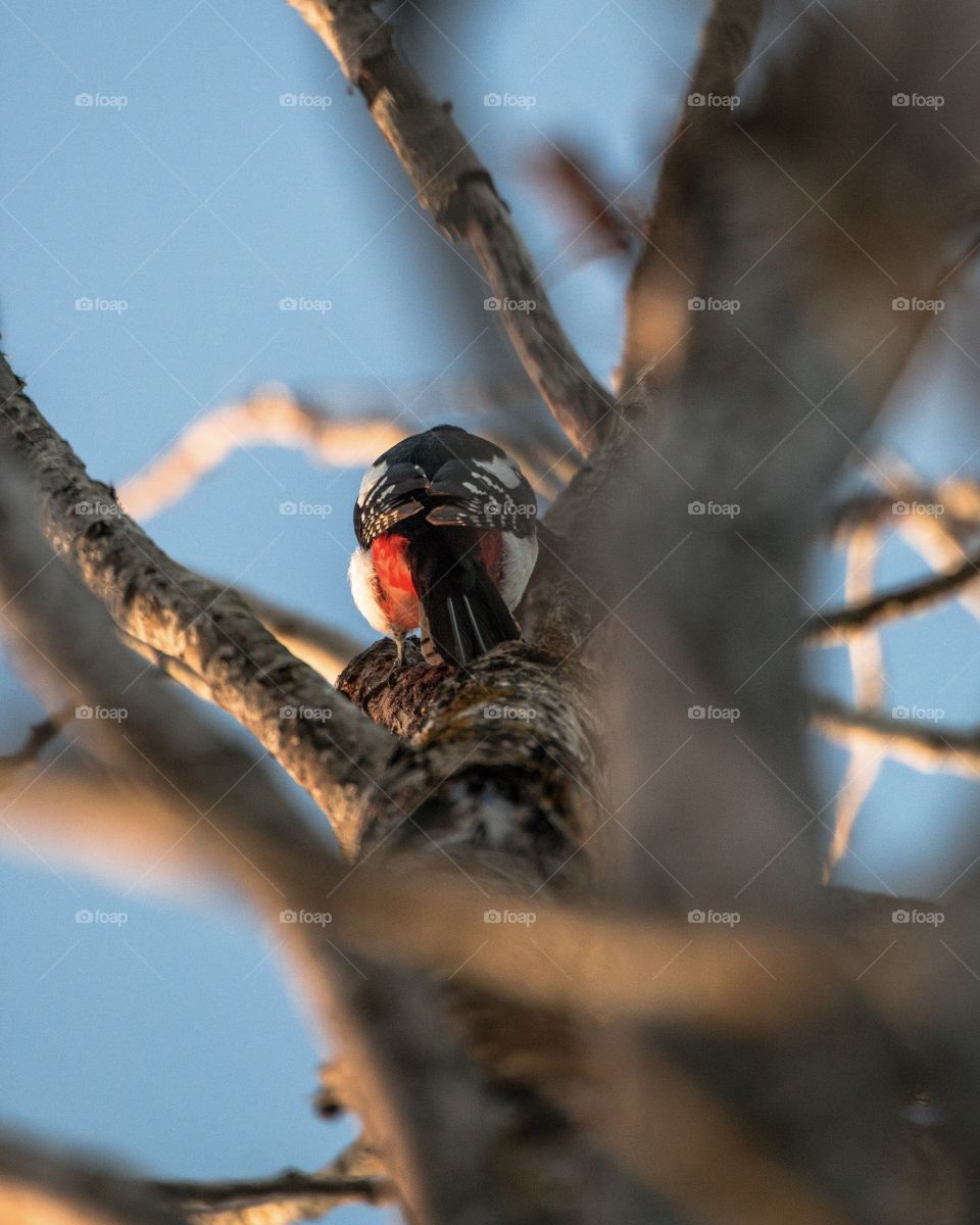 Woodpecker looking for food, Södertälje, Sweden