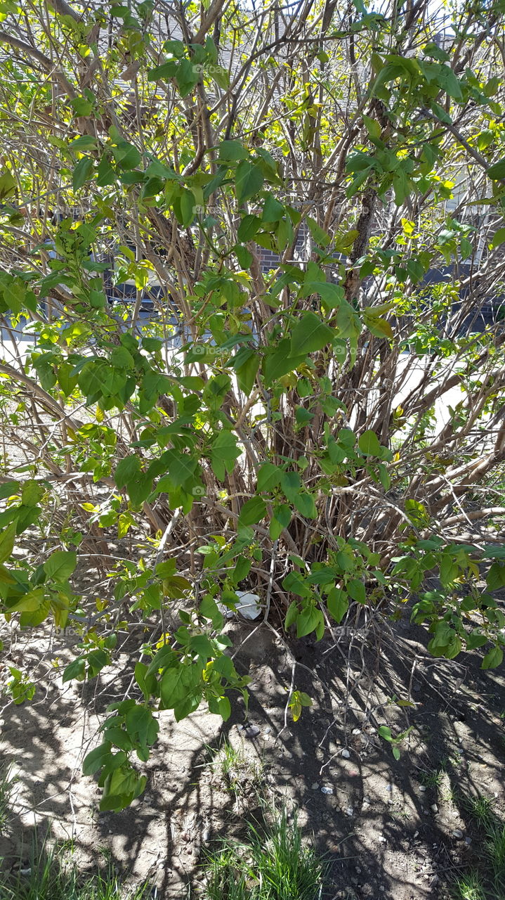 bush with shadow in the sun
